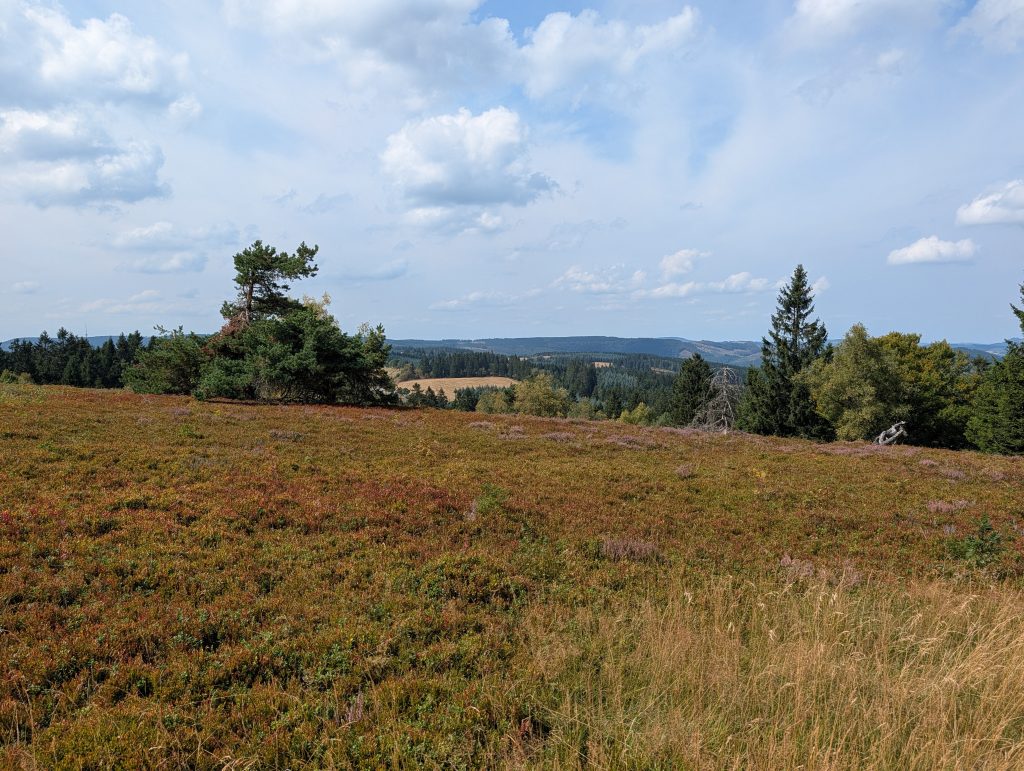 Blühende Hochheide am Kahlen Asten im Sauerland im August