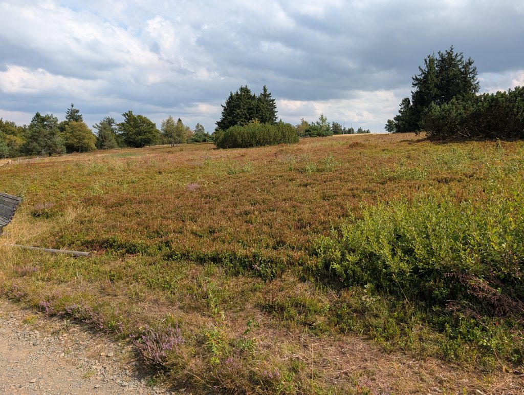 Bohlenweg durch die blühende Heide am Kahlen Asten